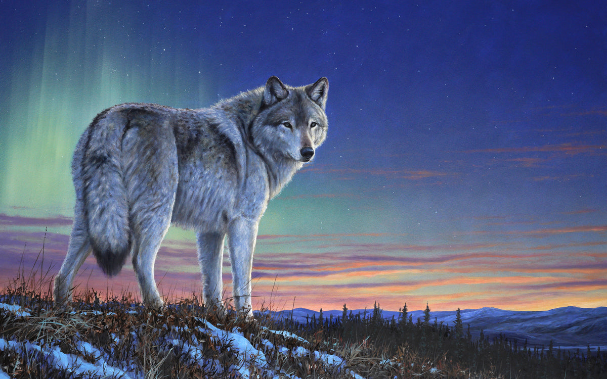 Wolf looking back over its shoulder on a ridge at twilight with the aurora borealis dancing in the northern sky. Original oil & acrylicpainting by artist Des McCaffrey. 
