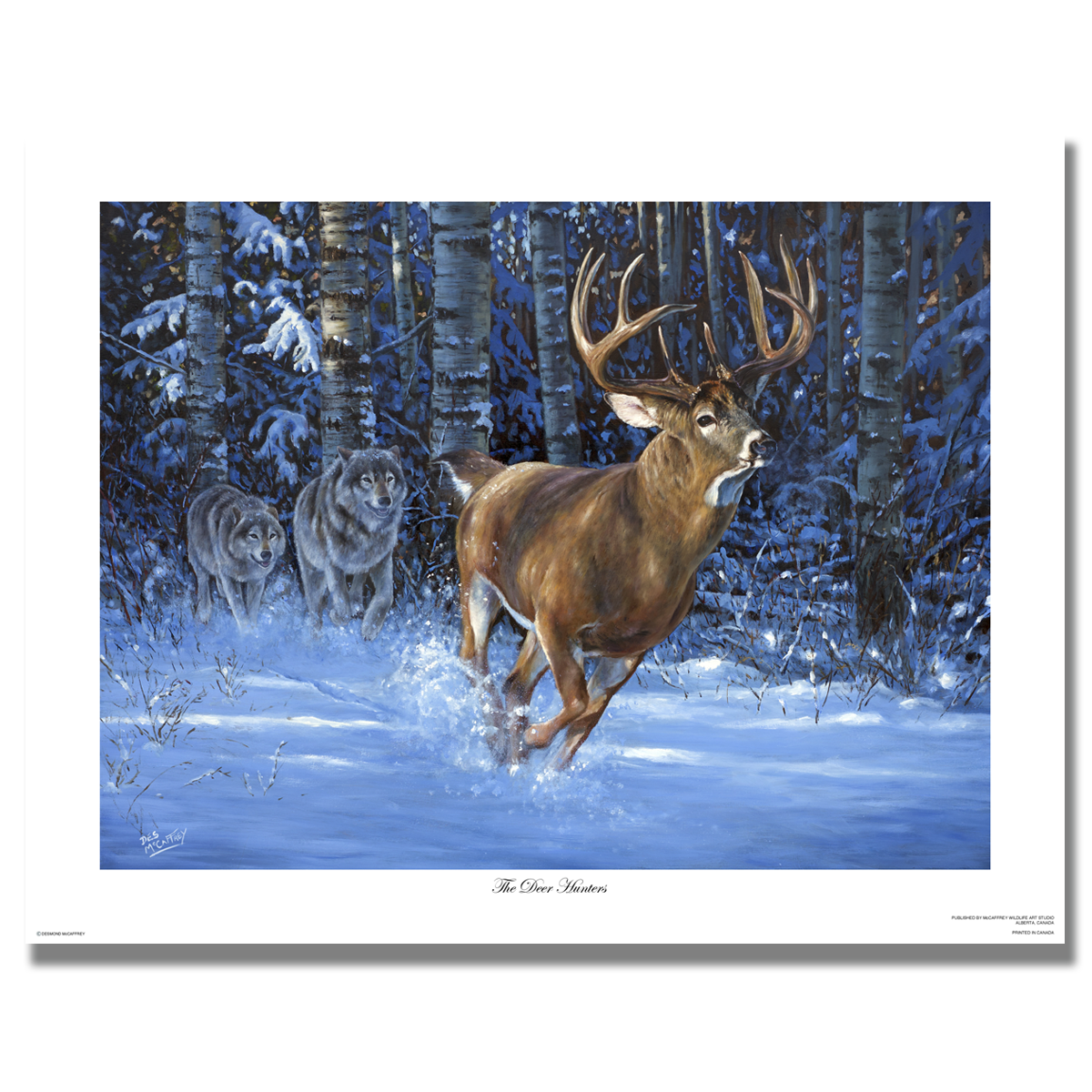 Fine art giclée print titled "The Deer Hunters” featuring a ten point whitetail buck being chased out of the thick timber by two wolves. Painting by Canadian wildlife artist Des McCaffrey.