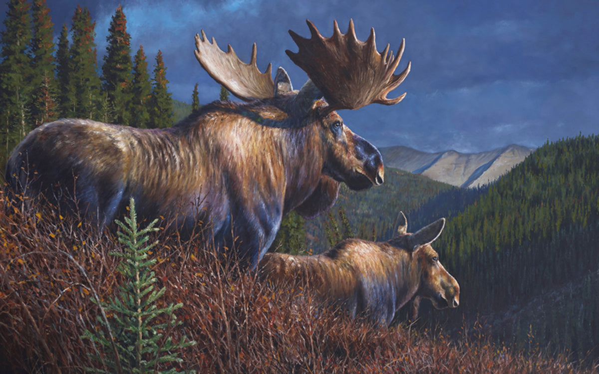 Original oil painting of a bull moose and cow in a Yukon mountain landscape by wildlife artist Desmond McCaffrey.
