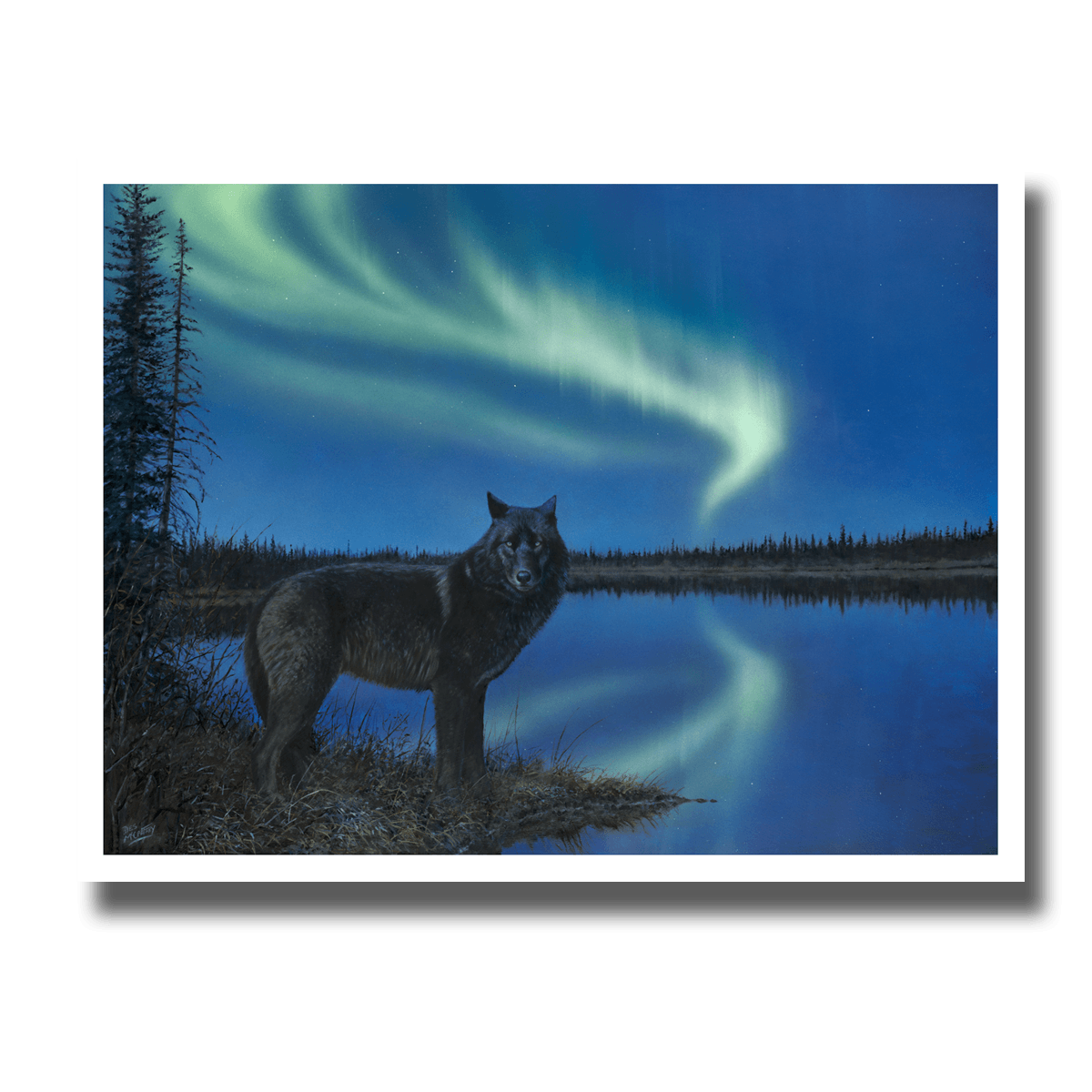 Fine art giclée print titled "Boreal Serenity,” featuring a lone black wolf at waters edge with the northern lights dancing in the background. By Canadian wildlife artist Des McCaffrey.