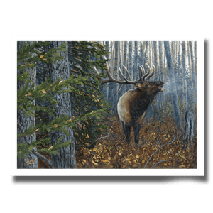 Fine art giclée print titled "Challenge Accepted",  featuring a six point bull elk bugling in a shrouded boreal forest, by Canadian wildlife artist Des McCaffrey.