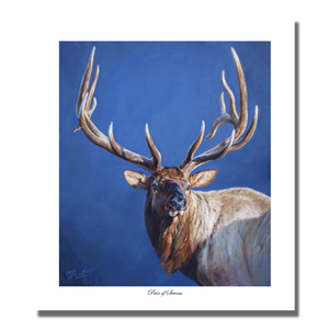 Fine art giclée print of a 7 X 7 bull elk titled "A Pair of Sevens",  featuring a portrait of bull elk in strong sunlight with a cool background, by Canadian wildlife artist Des McCaffrey.