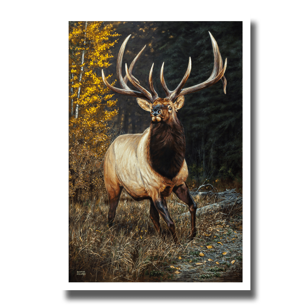 Fine art giclée print titled "Out of Black Timber,” featuring a large six point bull elk busting out of the bush in northern Alberta, by Canadian wildlife artist Des McCaffrey.