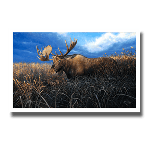 Fine art giclée print titled "Intemperate Disposition,” featuring a large bull moose with ears laid back in an aggressive pose, by Canadian wildlife artist Des McCaffrey.