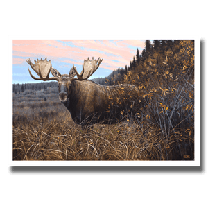 Fine art giclée print titled "Magic Hour,” featuring a large bull moose stepping out the willows at magic hour, by Canadian wildlife artist Des McCaffrey.