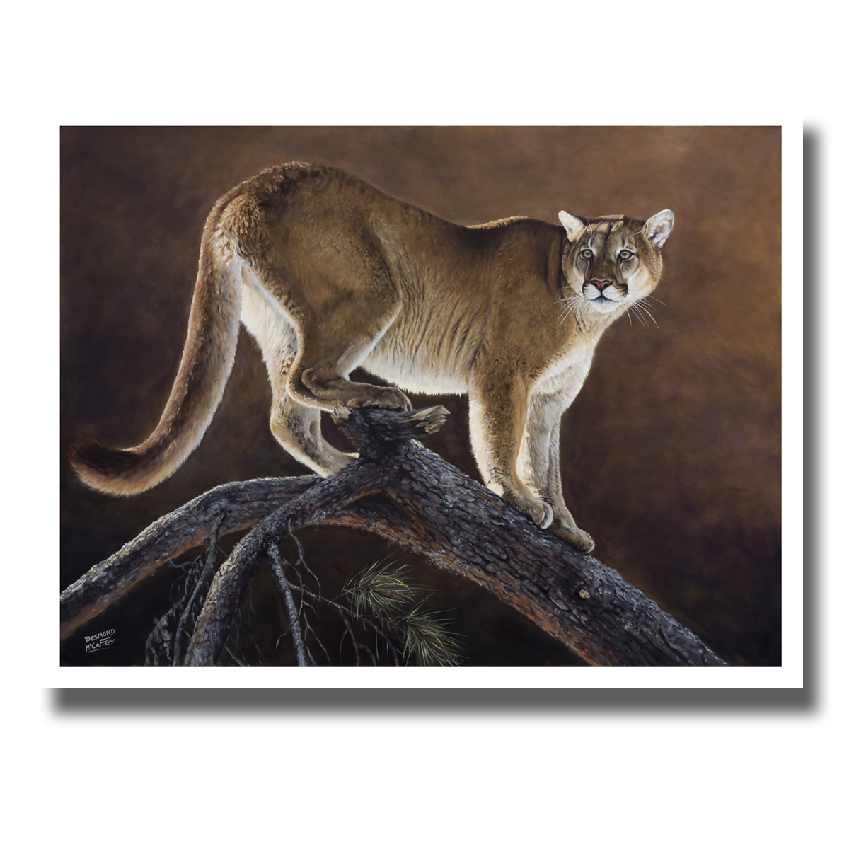 Giclée print titled “Mountain Lion & Jackpine” featuring a mountain lion standing on a fallen pine tree. By Des McCaffrey.