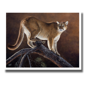 Giclée print titled “Mountain Lion & Jackpine” featuring a mountain lion standing on a fallen pine tree. By Des McCaffrey.
