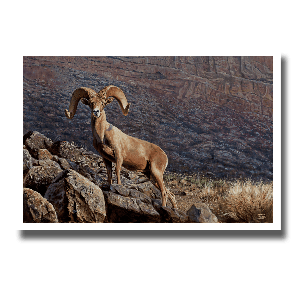Giclée print “Heads Above the Rest” featuring a desert bighorn ram on a rocky ridge with a desert rock background, by Des McCaffrey.