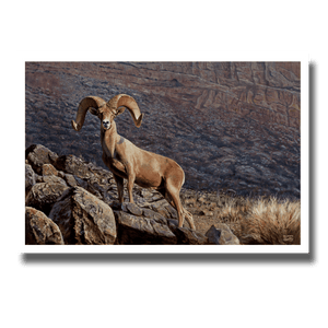 Giclée print “Heads Above the Rest” featuring a desert bighorn ram on a rocky ridge with a desert rock background, by Des McCaffrey.