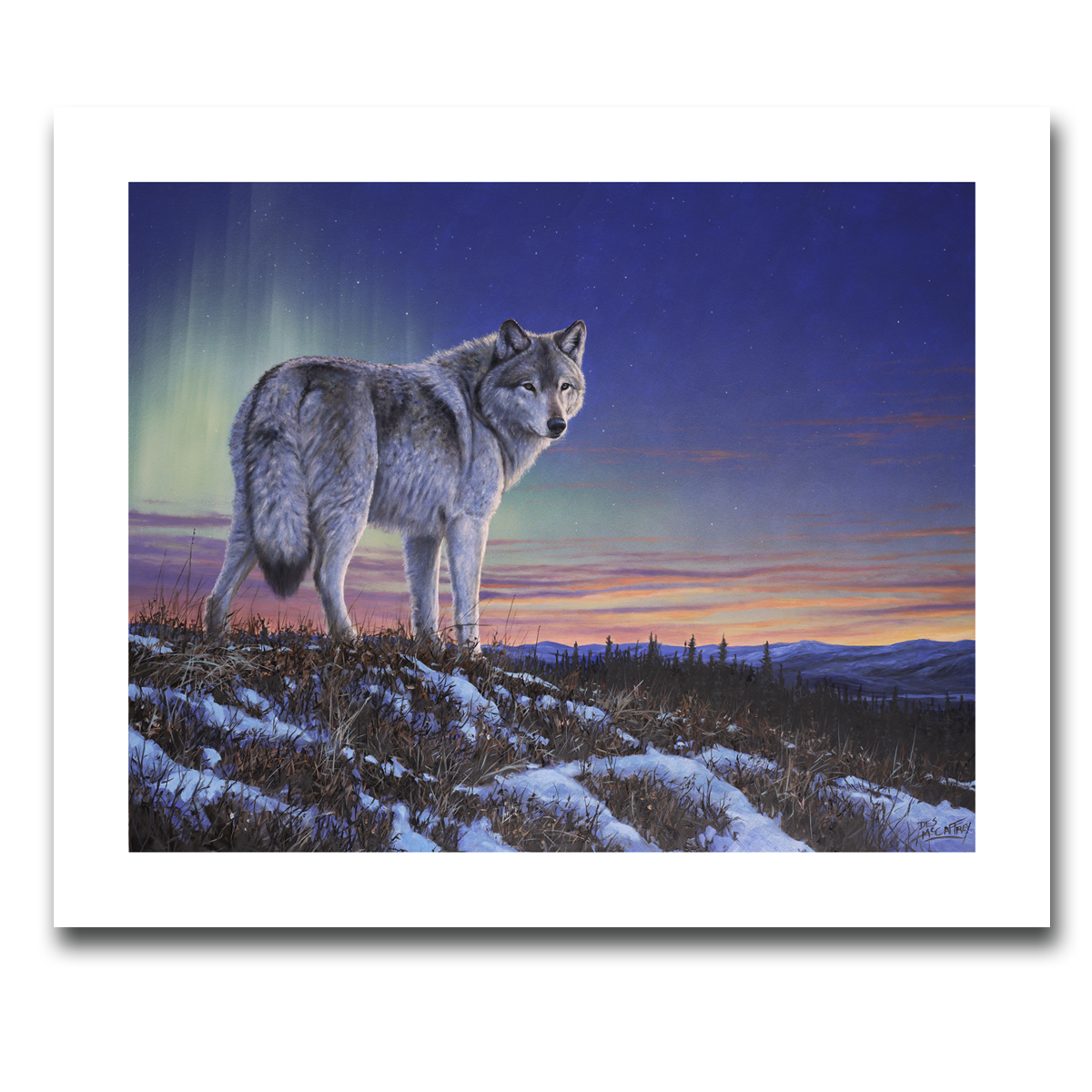Fine art giclée print titled "Spirit of the North”,  featuring a lone wolf on a ridge with the twilight and beautiful northern lights in the background. By Canadian wildlife artist Des McCaffrey.