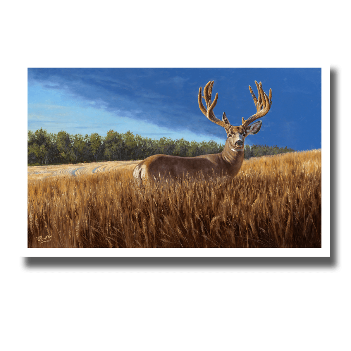 Fine art giclée print titled "Bumper Crop" featuring a large mule deer buck still in velvet, standing in a northern Alberta wheat field.  Painting by Canadian wildlife artist Des McCaffrey.