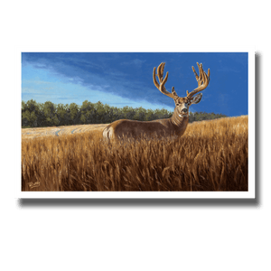 Fine art giclée print titled "Bumper Crop" featuring a large mule deer buck still in velvet, standing in a northern Alberta wheat field.  Painting by Canadian wildlife artist Des McCaffrey.