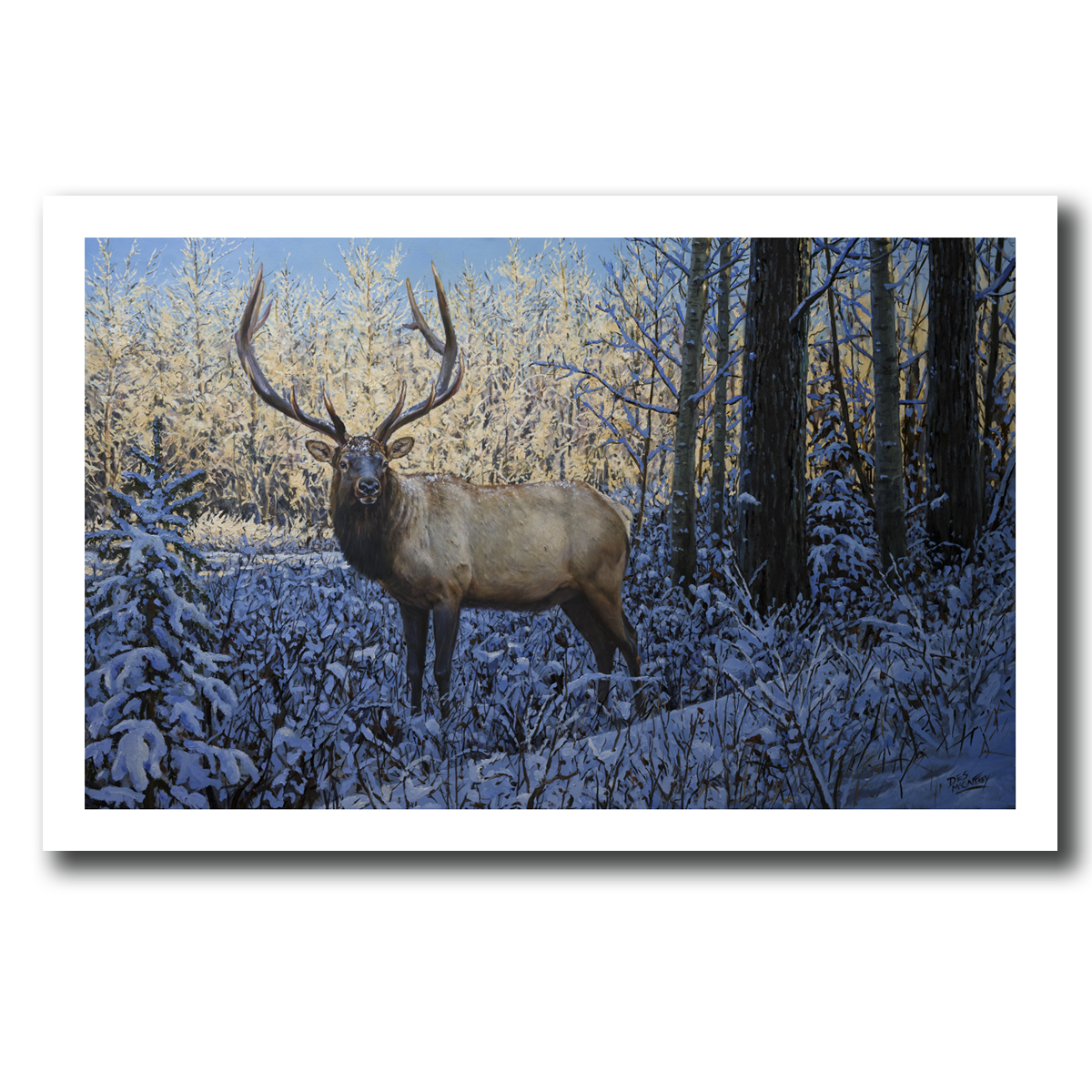 SNOW FOREST BULL from $112.00