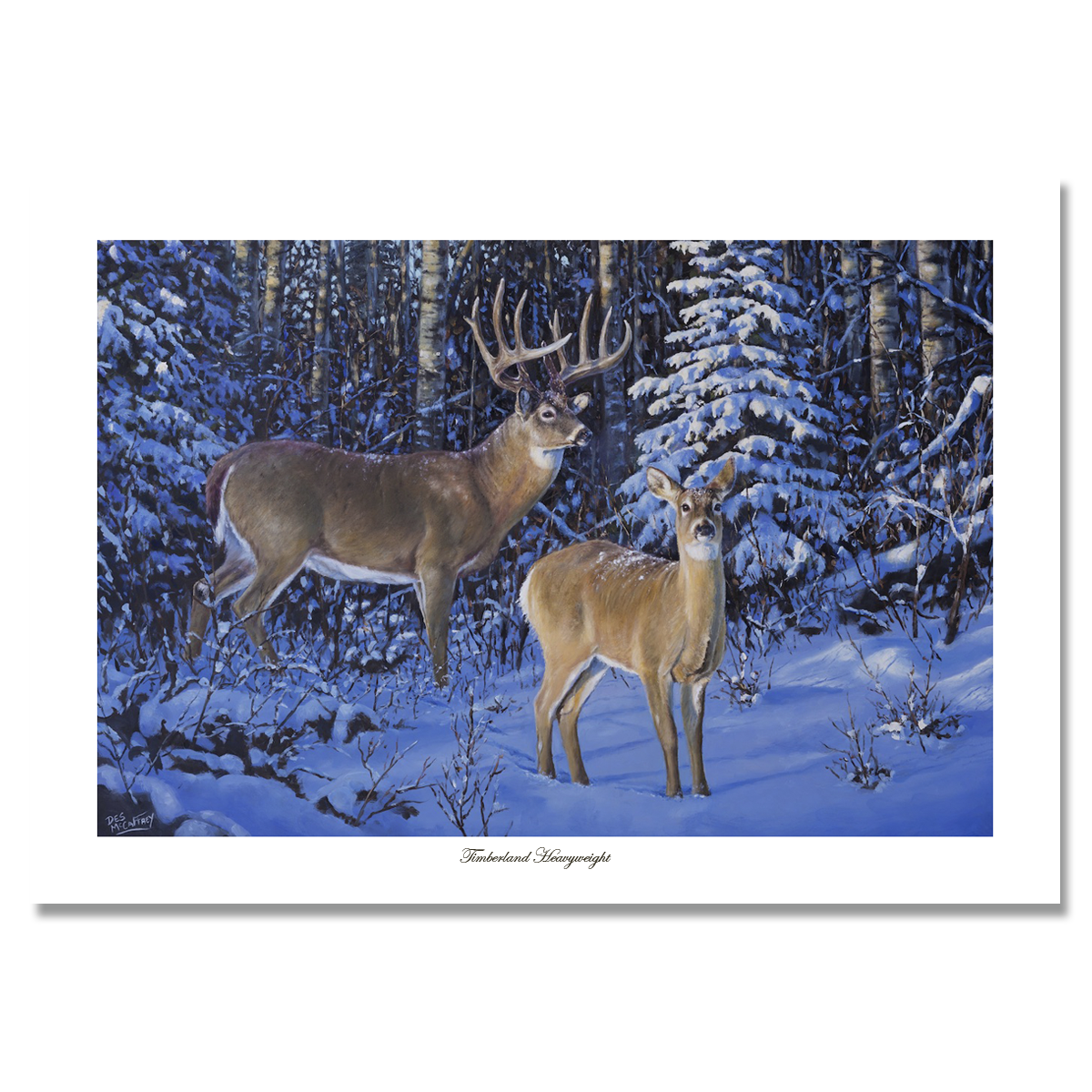 Fine art giclée print titled "Timberland Heavyweight,” featuring a large ten point whitetail buck and doe standing in a winter forest setting in northern Alberta, by Canadian wildlife artist Des McCaffrey.