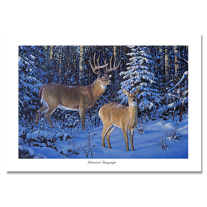 Fine art giclée print titled "Timberland Heavyweight,” featuring a large ten point whitetail buck and doe standing in a winter forest setting in northern Alberta, by Canadian wildlife artist Des McCaffrey.