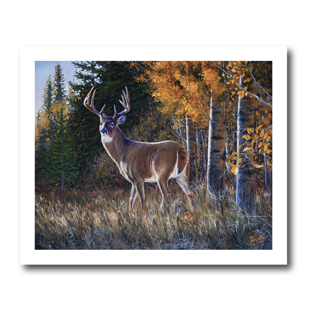 Fine art giclée print titled "Slipping Through the Aspens"  featuring a lone ten point whitetail deer in an autumn setting, by Canadian wildlife artist Des McCaffrey.