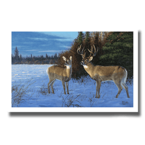 Fine art giclée print titled "November Gold",  featuring a nice whitetail buck and doe basking in the warm light on a winters day in northern Alberta, by Canadian wildlife artist Des McCaffrey.