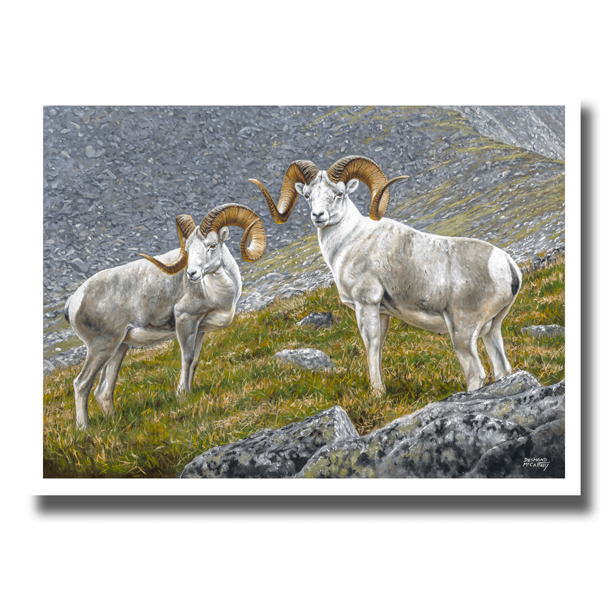 Giclée print “Yukon Fannin Rams” featuring two Fannin Stone rams on a grassy plateau in the Yukon, by Des McCaffrey.